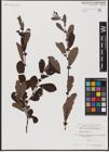 Foto von Salix aurita L.